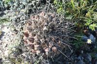 pa_1308_thelocactus_bueckii.jpg